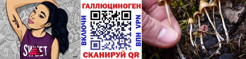 Галлюциногенные грибы Psilocybe  Егорьевск 